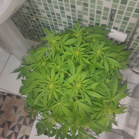 Lemon #3 foto growlog timeline photo