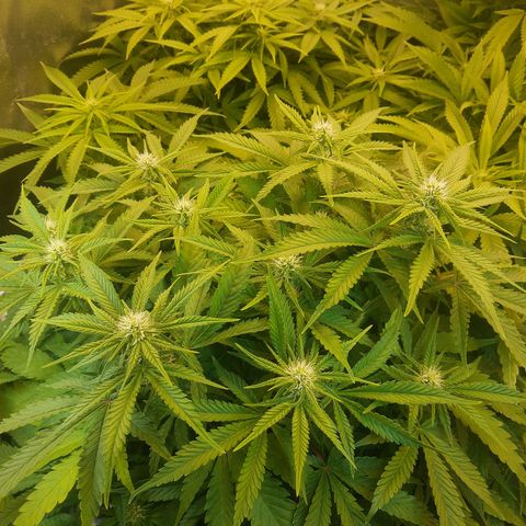 Lemon #3 foto growlog timeline photo