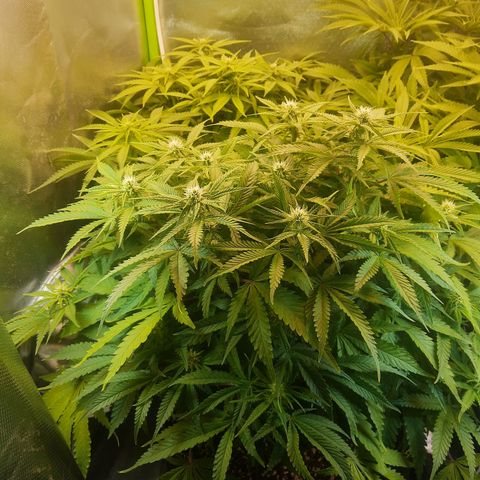 Lemon #3 foto growlog timeline photo