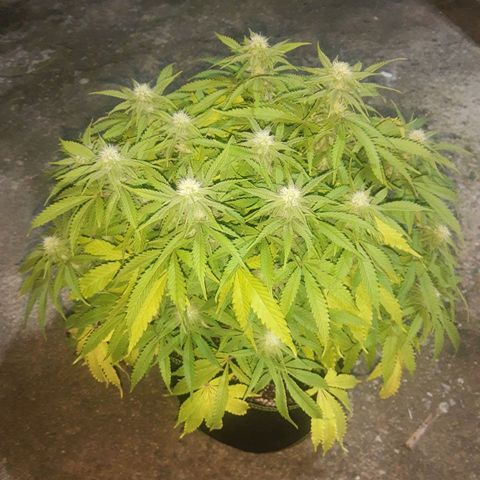 Lemon #3 foto growlog timeline photo
