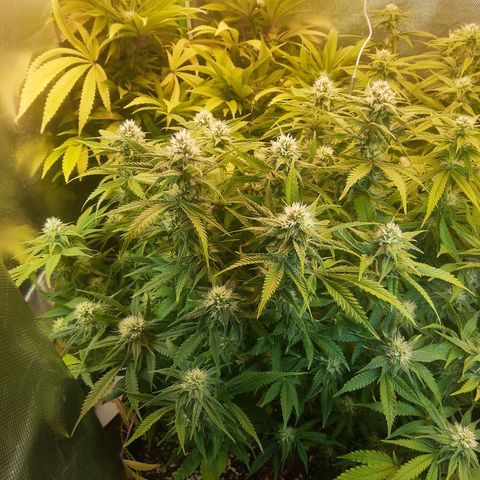 Lemon #3 foto growlog timeline photo