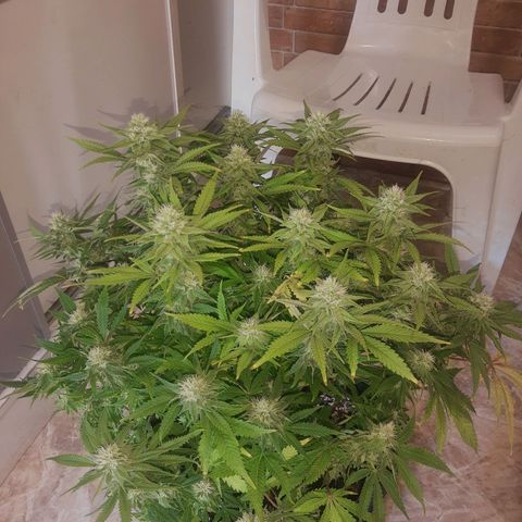 Lemon #3 foto growlog timeline photo