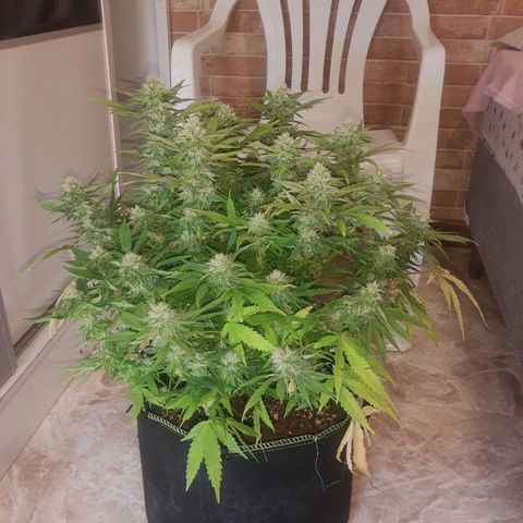 Lemon #3 foto growlog timeline photo