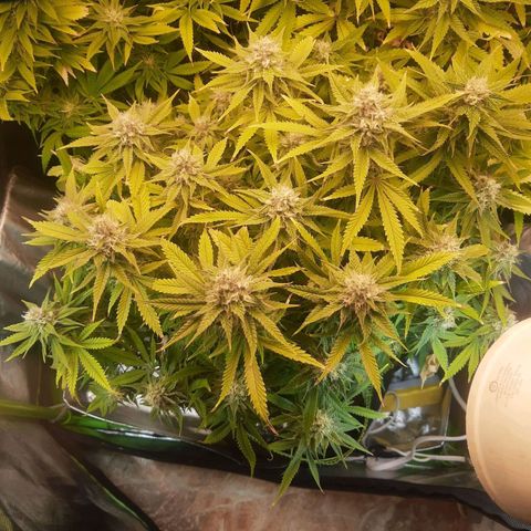 Lemon #3 foto growlog timeline photo