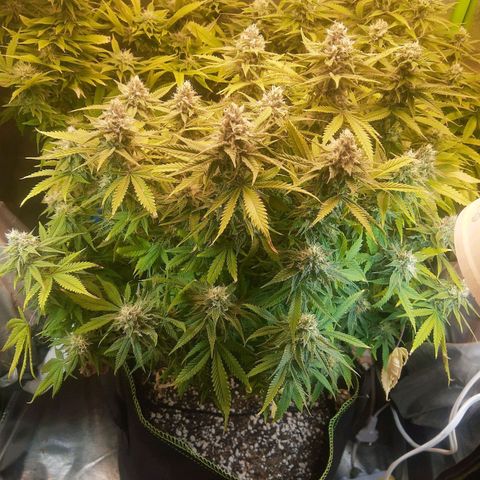 Lemon #3 foto growlog timeline photo