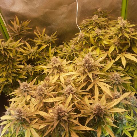 Lemon #3 foto growlog timeline photo