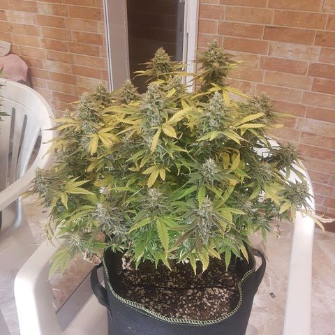 Lemon #3 foto growlog timeline photo