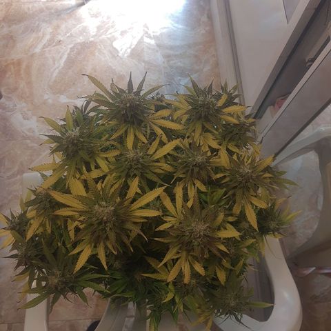 Lemon #3 foto growlog timeline photo