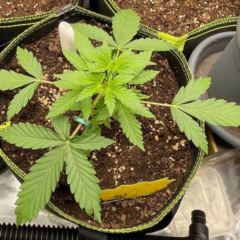 Tangerine Dream #1 growlog timeline photo