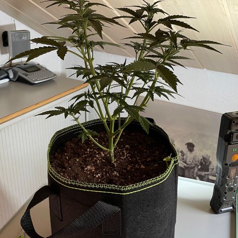 Tangerine Dream #1 growlog timeline photo