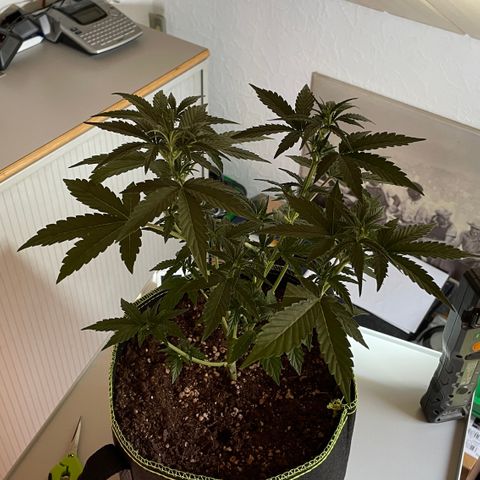 Tangerine Dream #1 growlog timeline photo