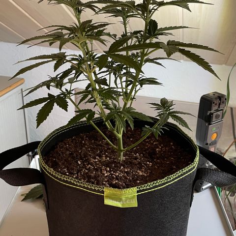 Tangerine Dream #1 growlog timeline photo