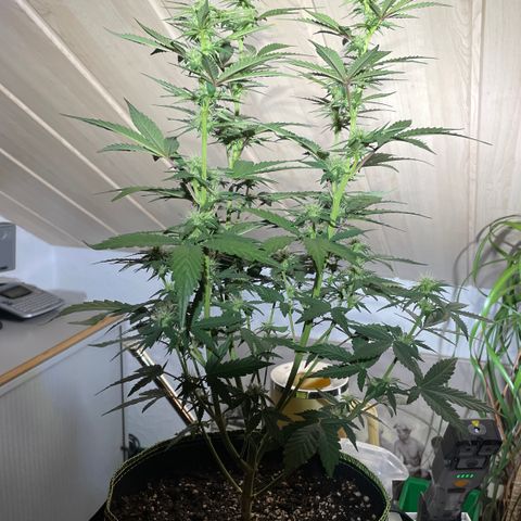 Tangerine Dream #1 growlog timeline photo