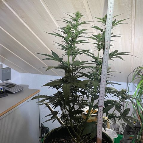 Tangerine Dream #1 growlog timeline photo