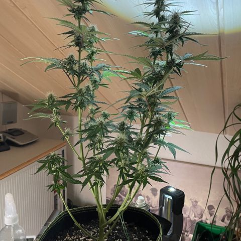 Tangerine Dream #1 growlog timeline photo