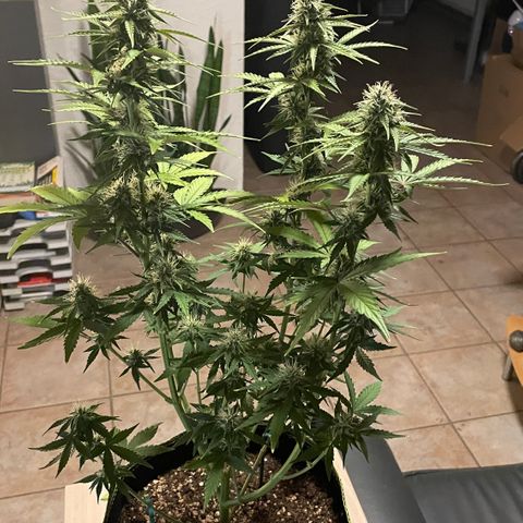 Tangerine Dream #1 growlog timeline photo
