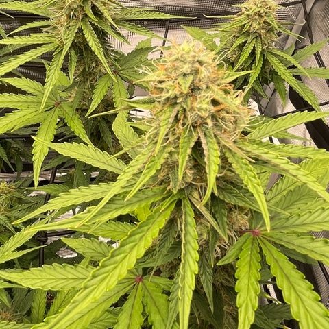 Tangerine Dream #1 growlog timeline photo