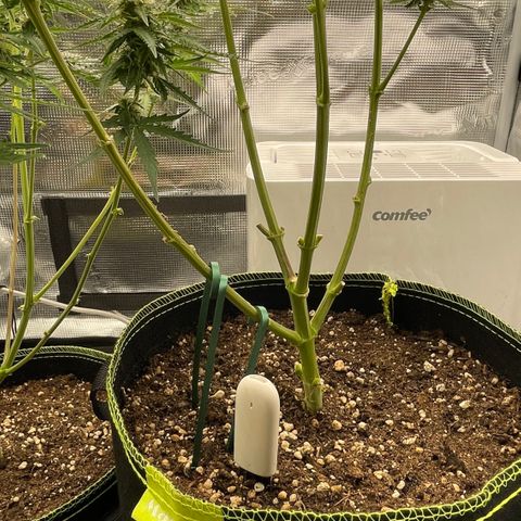 Tangerine Dream #1 growlog timeline photo