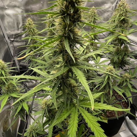 Tangerine Dream #1 growlog timeline photo