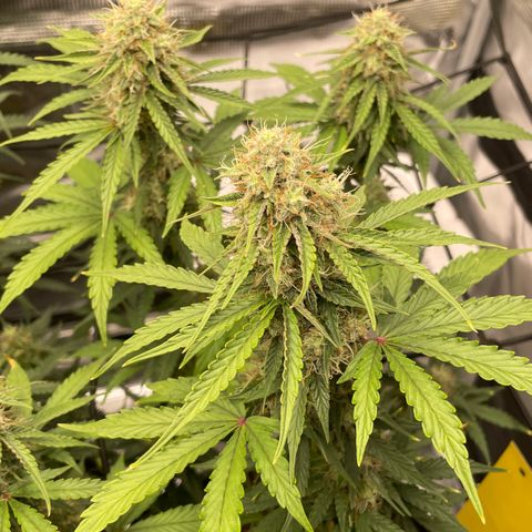 Tangerine Dream #1 growlog timeline photo