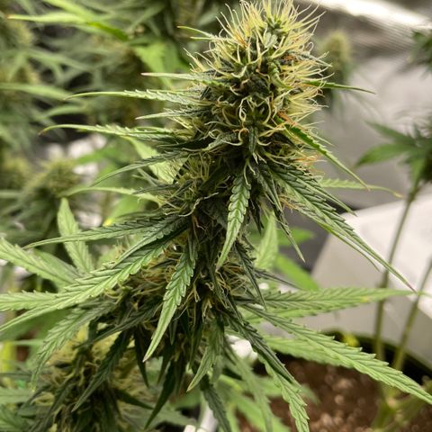Tangerine Dream #1 growlog timeline photo