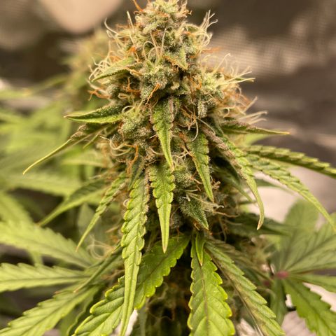 Tangerine Dream #1 growlog timeline photo
