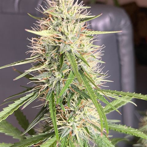 Tangerine Dream #1 growlog timeline photo