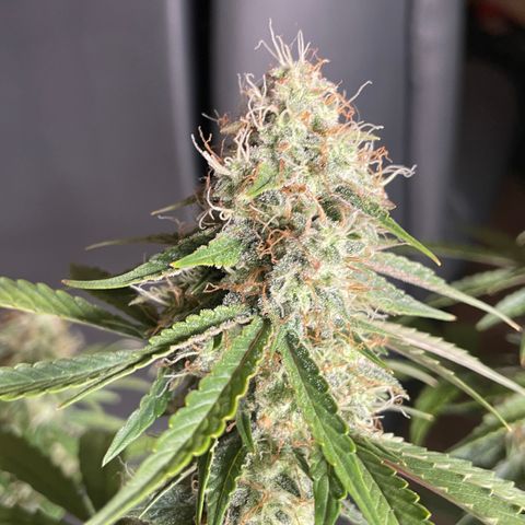 Tangerine Dream #1 growlog timeline photo