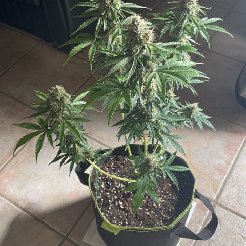 Tangerine Dream #1 growlog timeline photo