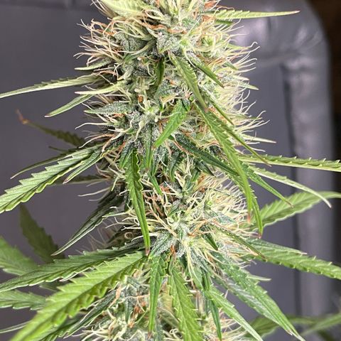 Tangerine Dream #1 growlog timeline photo