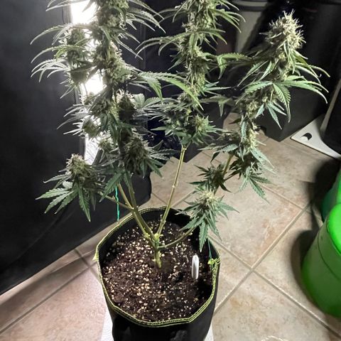 Tangerine Dream #1 growlog timeline photo