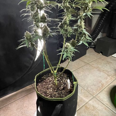 Tangerine Dream #1 growlog timeline photo