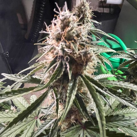 Tangerine Dream #1 growlog timeline photo