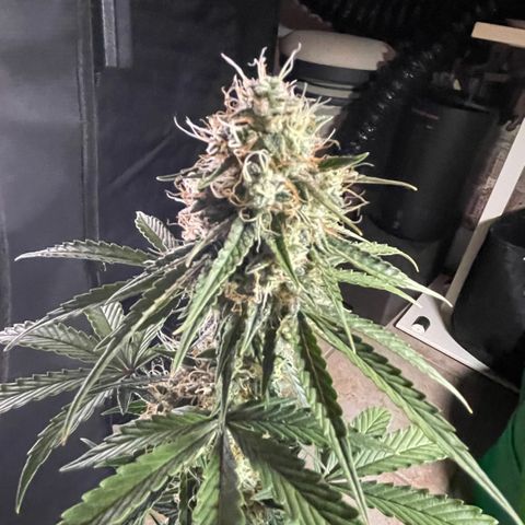 Tangerine Dream #1 growlog timeline photo
