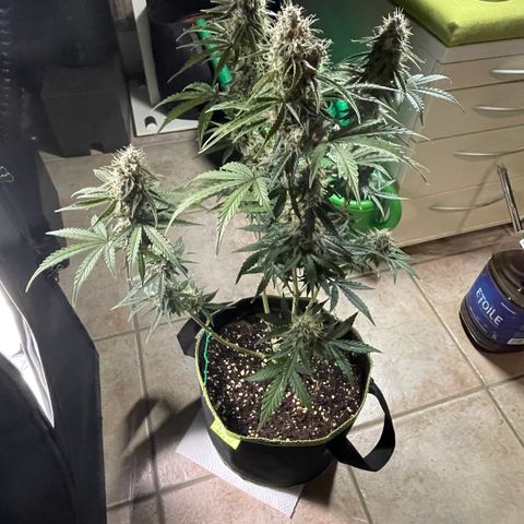 Tangerine Dream #1 growlog timeline photo
