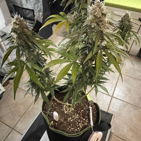 Tangerine Dream #1 growlog timeline photo