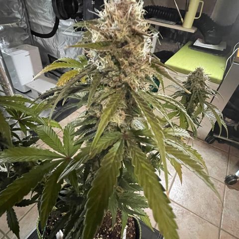 Tangerine Dream #1 growlog timeline photo