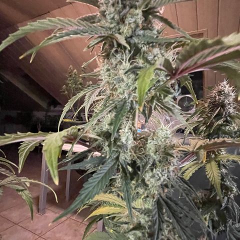 Tangerine Dream #1 growlog timeline photo