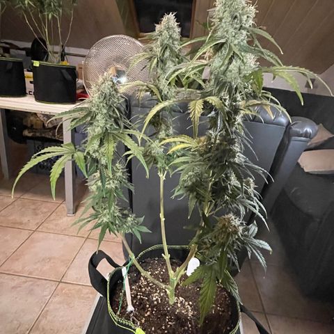 Tangerine Dream #1 growlog timeline photo
