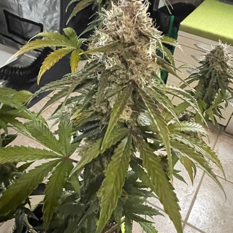 Tangerine Dream #1 growlog timeline photo