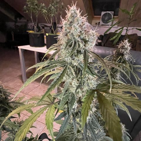 Tangerine Dream #1 growlog timeline photo