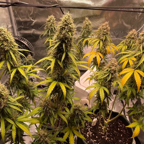 Tangerine Dream #1 growlog timeline photo