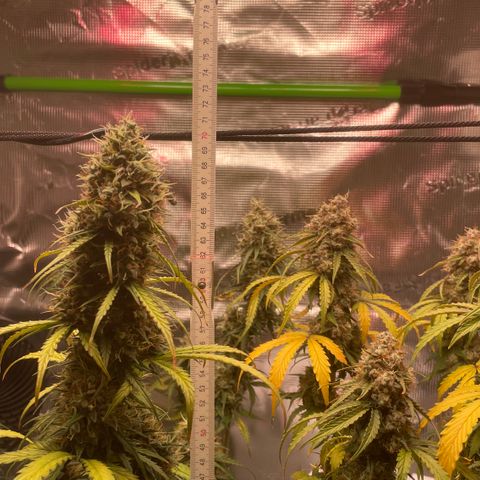 Tangerine Dream #1 growlog timeline photo