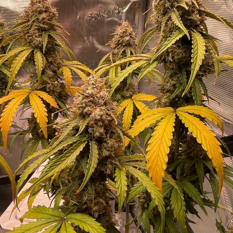 Tangerine Dream #1 growlog timeline photo