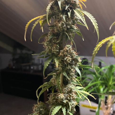 Tangerine Dream #1 growlog timeline photo