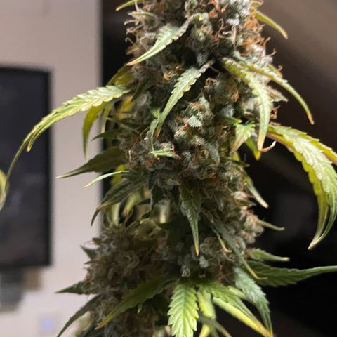 Tangerine Dream #1 growlog timeline photo