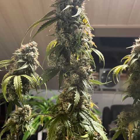 Tangerine Dream #1 growlog timeline photo