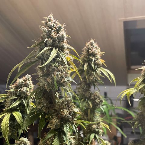 Tangerine Dream #1 growlog timeline photo