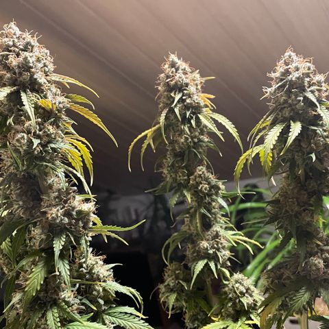 Tangerine Dream #1 growlog timeline photo