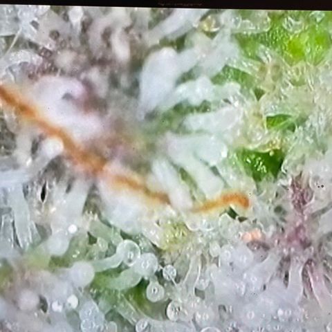 Tangerine Dream #1 growlog timeline photo